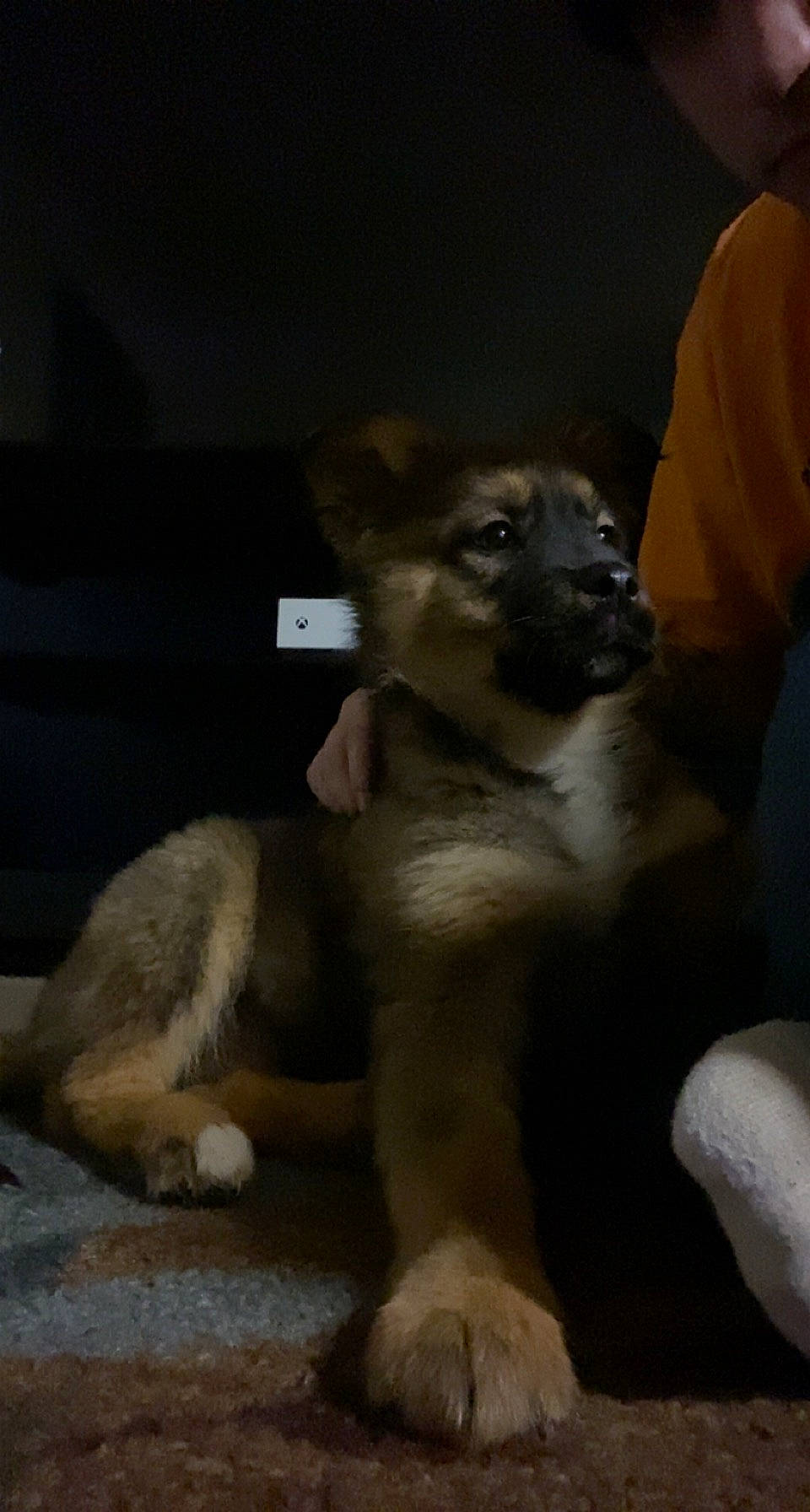 Bear is registered to the contest to win money with this photo: ancient_dog_breeds, canidae, carnivore, companion_dog, dog, dog_breed, fawn, fur, non_sporting_group, paw, puppy, small_greek_domestic_dog, sporting_group, street_dog, t_shirt, tail, terrestrial_animal, toy_dog, working_animal, working_dog