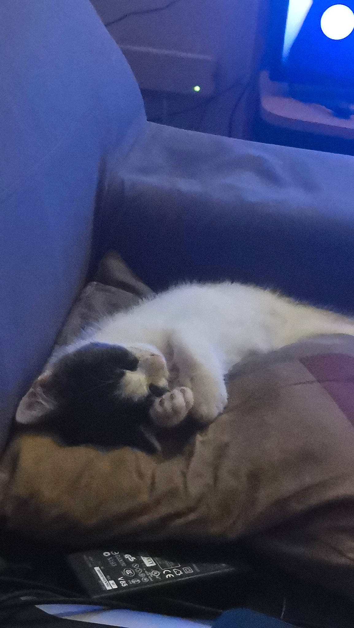 Jackson a rejoint le concours — aidez-le/la à gagner de superbes lots ! automotive_exterior, automotive_lighting, carnivore, cat, cloud, comfort, companion_dog, domestic_short_haired_cat, felidae, fur, grey, personal_luxury_car, room, small_to_medium_sized_cats, tail, tints_and_shades, vehicle_door, whiskers, window, wood