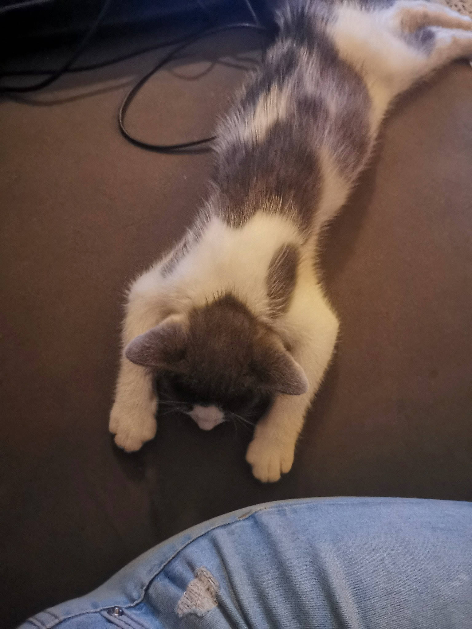 Jackson a rejoint le concours — aidez-le/la à gagner de superbes lots ! carnivore, cat, claw, cloud, comfort, companion_dog, dog_breed, domestic_short_haired_cat, felidae, flooring, fur, human_leg, lap, paw, sky, small_to_medium_sized_cats, sporting_group, tail, whiskers, wood