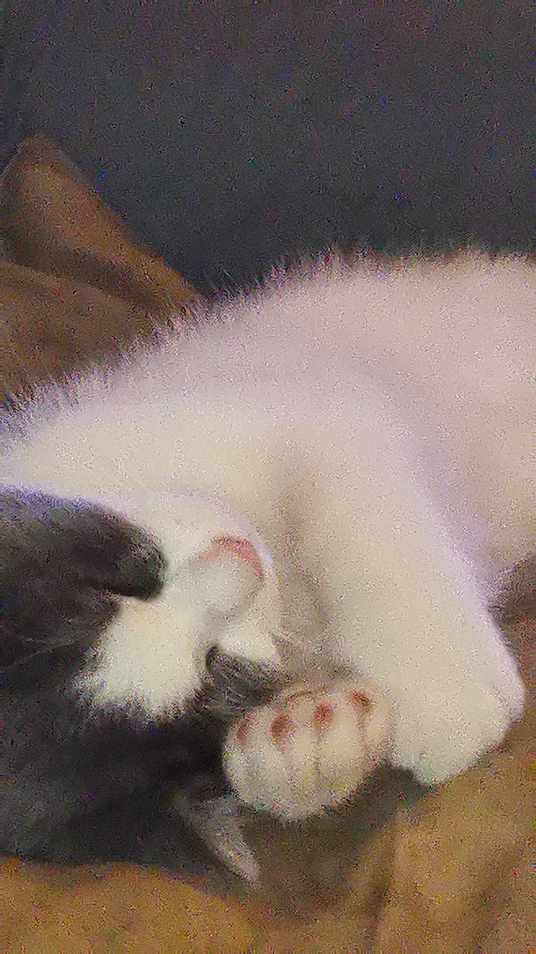 Jackson participe au concours pour gagner de l'argent avec cette photo : art, canidae, carnivore, cat, claw, comfort, dog_breed, domestic_short_haired_cat, fawn, felidae, foot, fur, nap, paw, small_to_medium_sized_cats, snout, tail, terrestrial_animal, whiskers