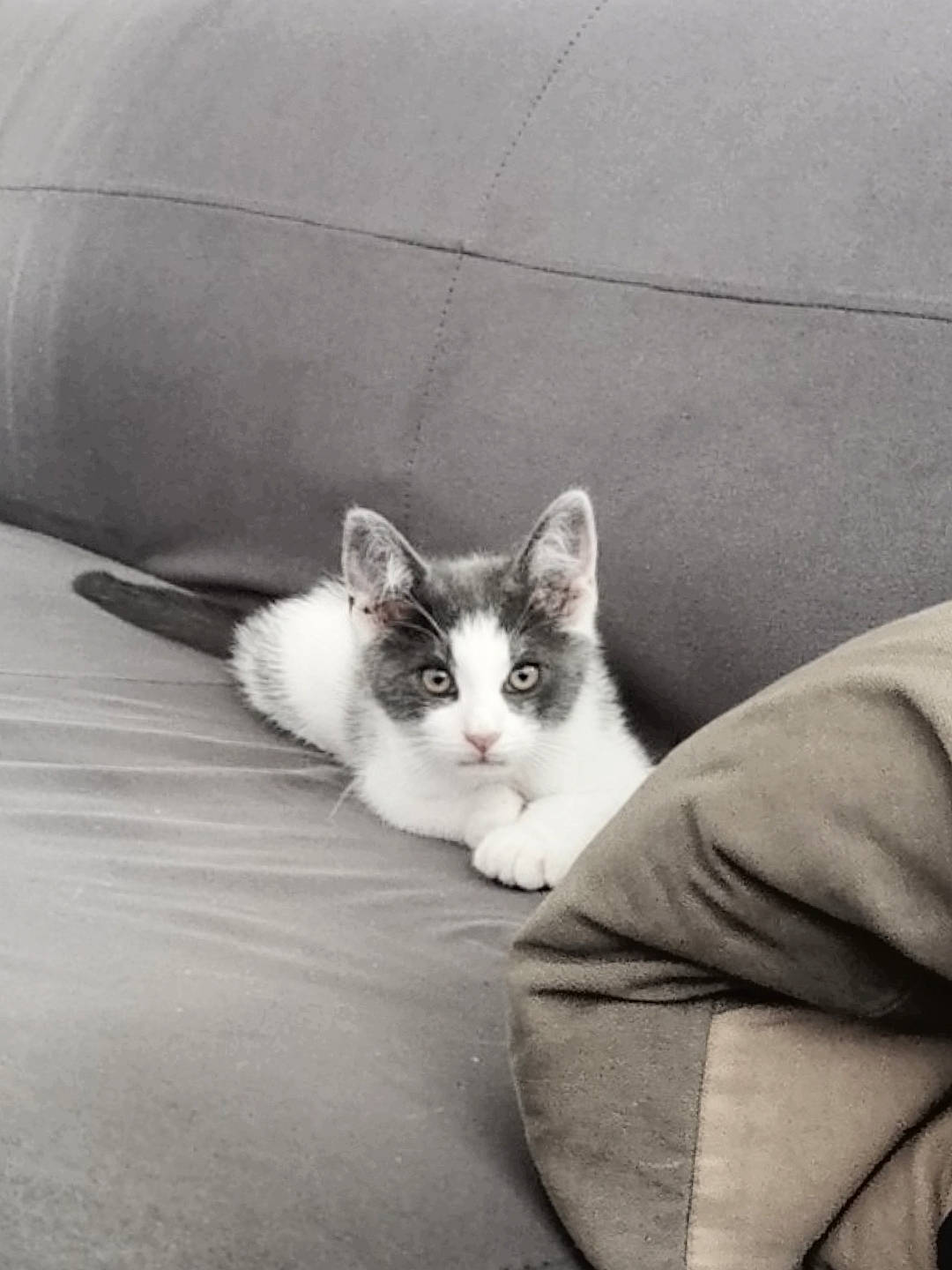 Jackson a rejoint le concours — aidez-le/la à gagner de superbes lots ! black_and_white, carnivore, cat, comfort, domestic_short_haired_cat, felidae, flooring, fur, grey, human_leg, monochrome, monochrome_photography, paw, road_surface, small_to_medium_sized_cats, snout, style, tail, whiskers, wood