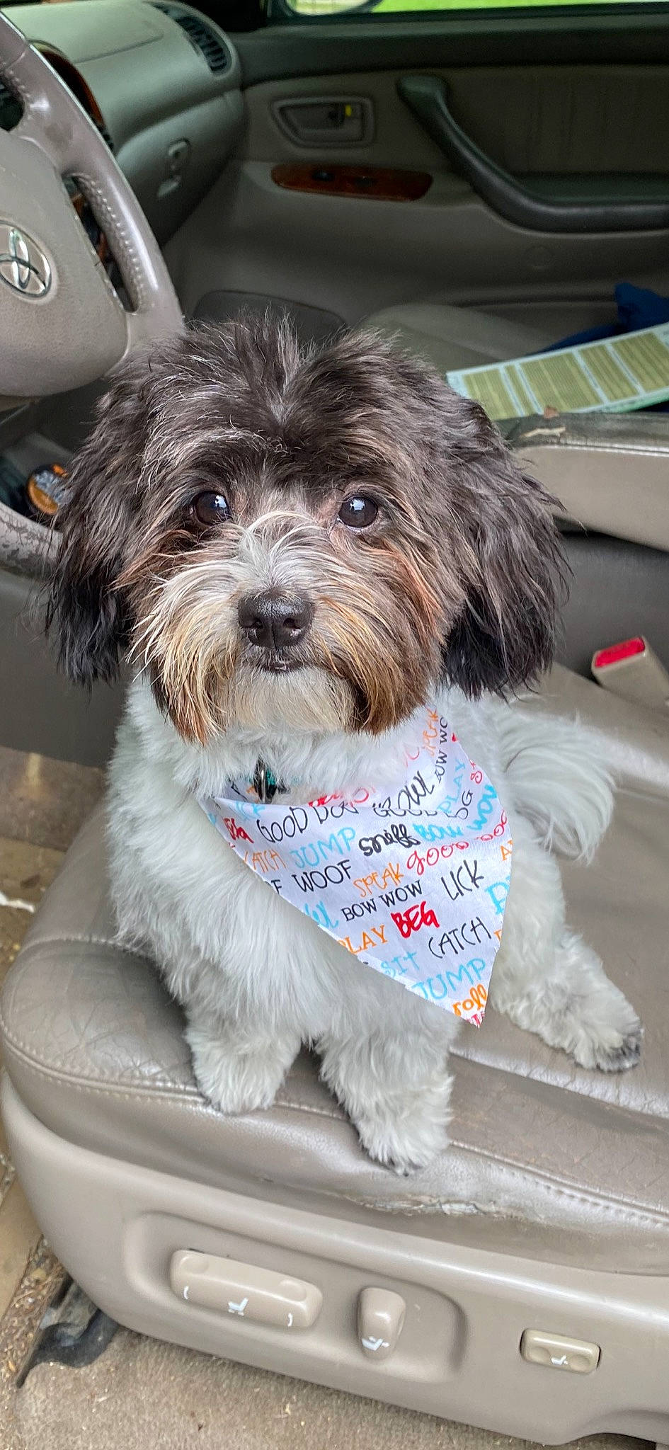 Ozzy is registered to the contest to win money with this photo: biewer_terrier, canidae, carnivore, collar, companion_dog, dog, dog_breed, dog_collar, dog_supply, fur, liver, pet_supply, shih_poo, small_terrier, snout, sporting_group, terrier, toy_dog, whiskers, working_animal