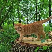 Tino a rejoint le concours — aidez-le/la à gagner de superbes lots ! animal, cat, curious, feline, flora, flowers, forest, ginger_cat, greenery, leaves, mammal, nature, outdoor, plants, sunlight, tree_stump, trunk, walking, wildlife, woodland