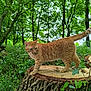 animal, cat, curious, feline, flora, flowers, forest, ginger_cat, greenery, leaves, mammal, nature, outdoor, plants, sunlight, tree_stump, trunk, walking, wildlife, woodland