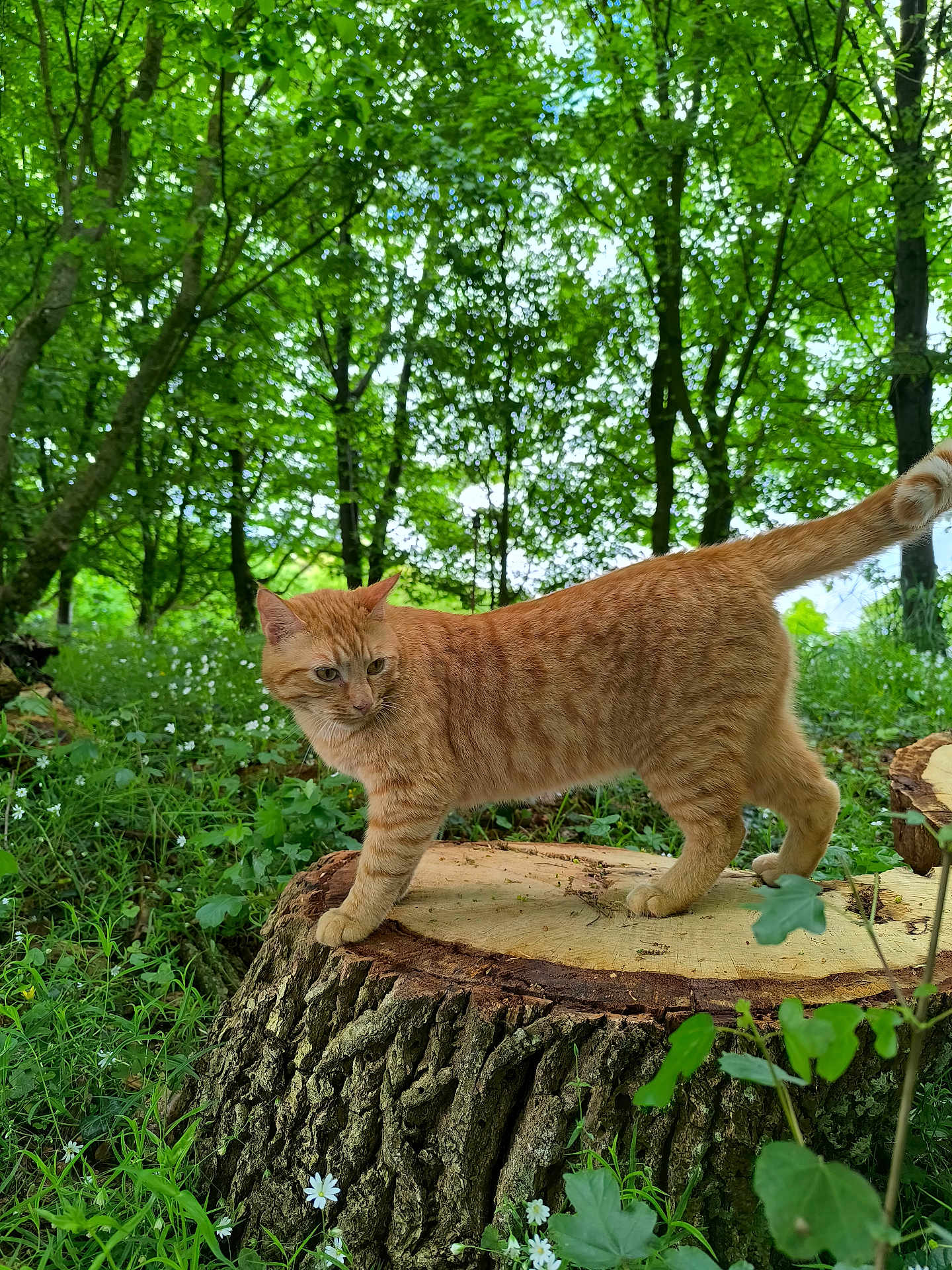 Tino