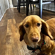 Ruger is registered to the contest to win money with this photo: animal, baby_gate, brown, canine, chair, closeup, collar, companion, curious, cute, dachshund, dog, domestic_animal, floor, furniture, household, indoor, looking_up, pet, wooden_floor