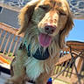 Ruger joined the competition — help win amazing prizes! backyard, canine, closeup, collar, daytime, dog, fence, fur, happy, outdoor, patio, pet, playful, poolside, summer, sunlight, tongue, tongue_out, umbrella, wooden_fence