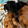 Ruger joined the competition — help win amazing prizes! animal, black_dog, blanket, canine, closeup, comfort, companion, cozy, cute, dog, dogs, friendship, fur, golden_dog, indoors, pets, relaxed, resting, snuggling, soft