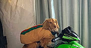Ruger joined the competition — help win amazing prizes! animal, brown_dog, costume, curtains, cute, dog, domestic_animal, four_wheeler, funny, green, hot_dog_costume, indoor, looking_away, pet, pet_clothing, playful, seated, small_dog, toy_atv, toy_vehicle