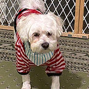 Ella Grace joined the competition — help win amazing prizes! dog, pet, indoor, carpet, striped_clothing, bandana, white_fur, small_dog, floor, baby_gate, curious, standing, playful, animal, cute, furry, domestic, companion, household, outfit