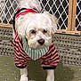 dog, pet, indoor, carpet, striped_clothing, bandana, white_fur, small_dog, floor, baby_gate, curious, standing, playful, animal, cute, furry, domestic, companion, household, outfit