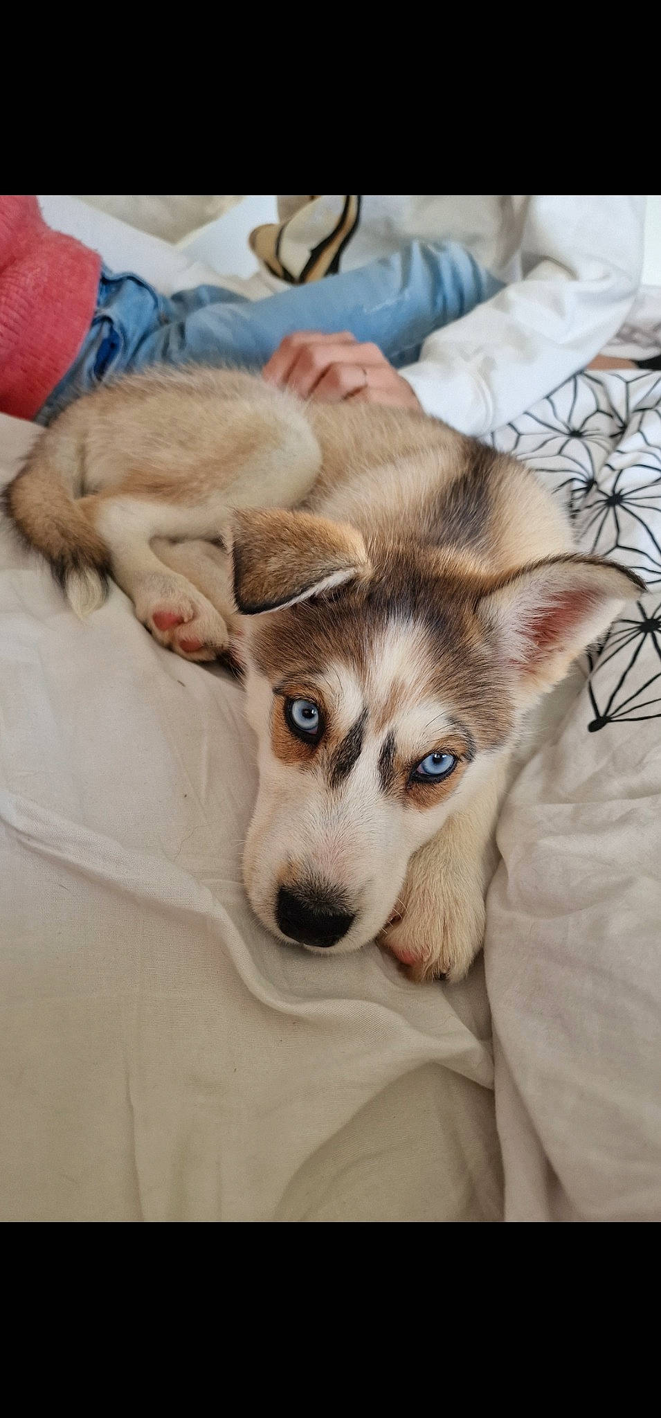 Laika participe au concours pour gagner de l'argent avec cette photo : canidae, carnivore, comfort, companion_dog, dog, dog_breed, eyelash, fawn, fur, paw, sled_dog, snout, sporting_group, terrestrial_animal, whiskers, working_animal, working_dog