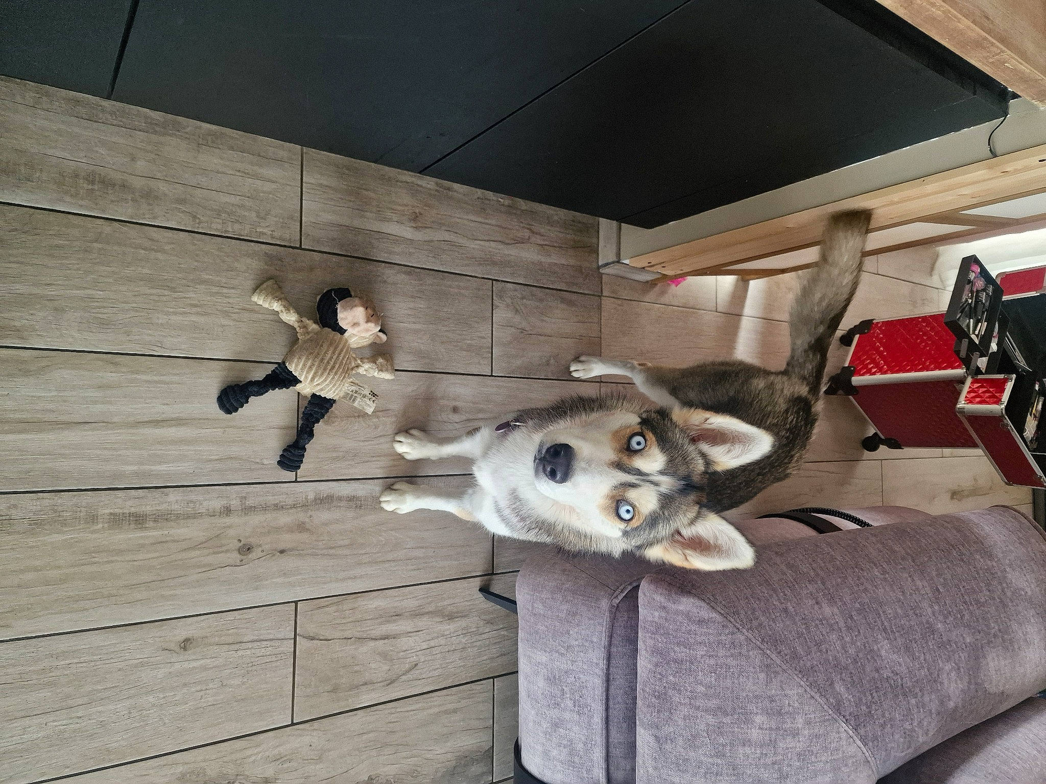 Laika a rejoint le concours — aidez-le/la à gagner de superbes lots ! canidae, carnivore, ceiling, companion_dog, dog, dog_breed, fawn, floor, flooring, fur, hardwood, metal, non_sporting_group, plank, room, sporting_group, tail, vehicle, vehicle_door, wood