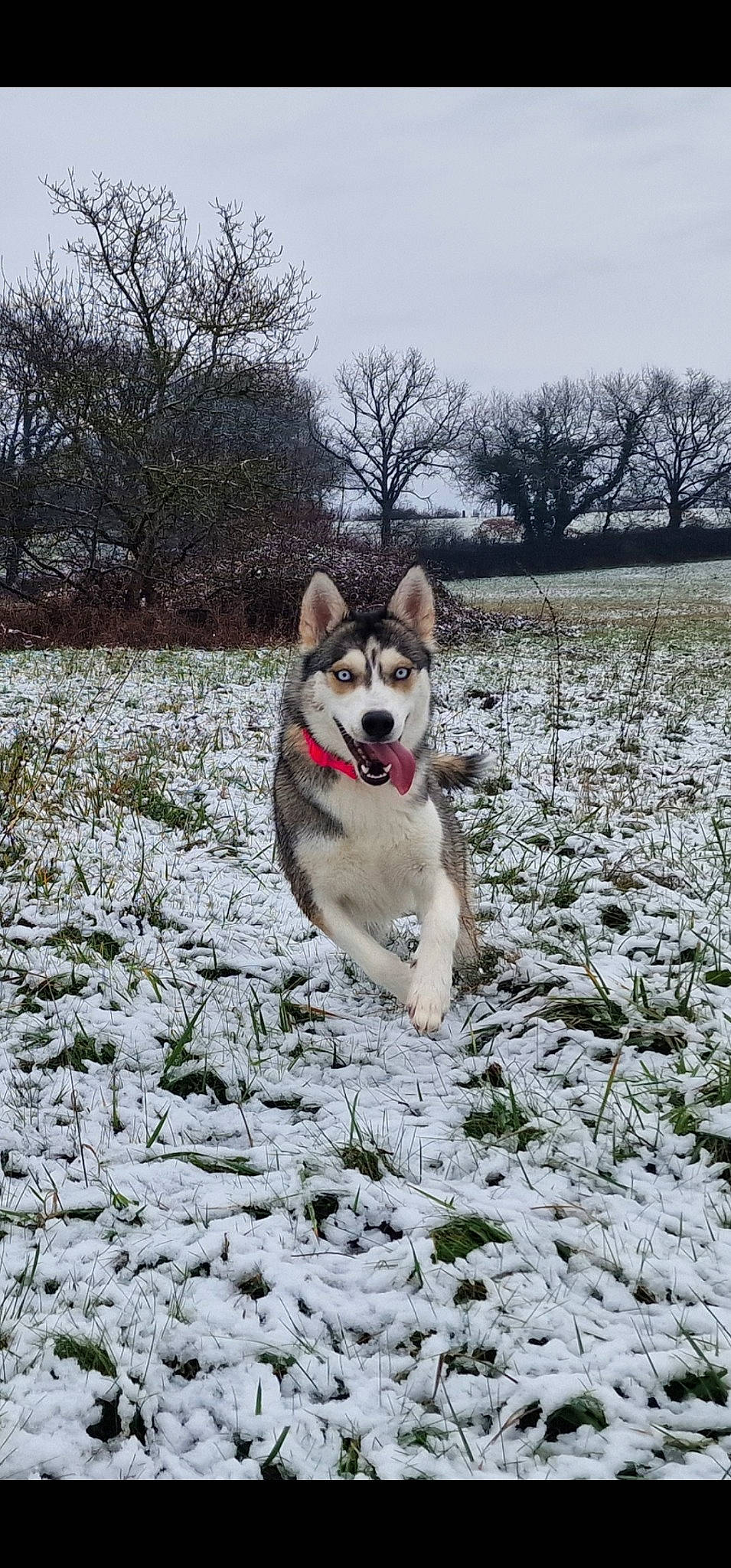 Laika a rejoint le concours — aidez-le/la à gagner de superbes lots ! canidae, canis, carnivore, companion_dog, dog, dog_breed, dog_hiking, freezing, fur, grass, plant, recreation, sky, sled_dog, snow, sporting_group, tail, tree, winter, working_dog