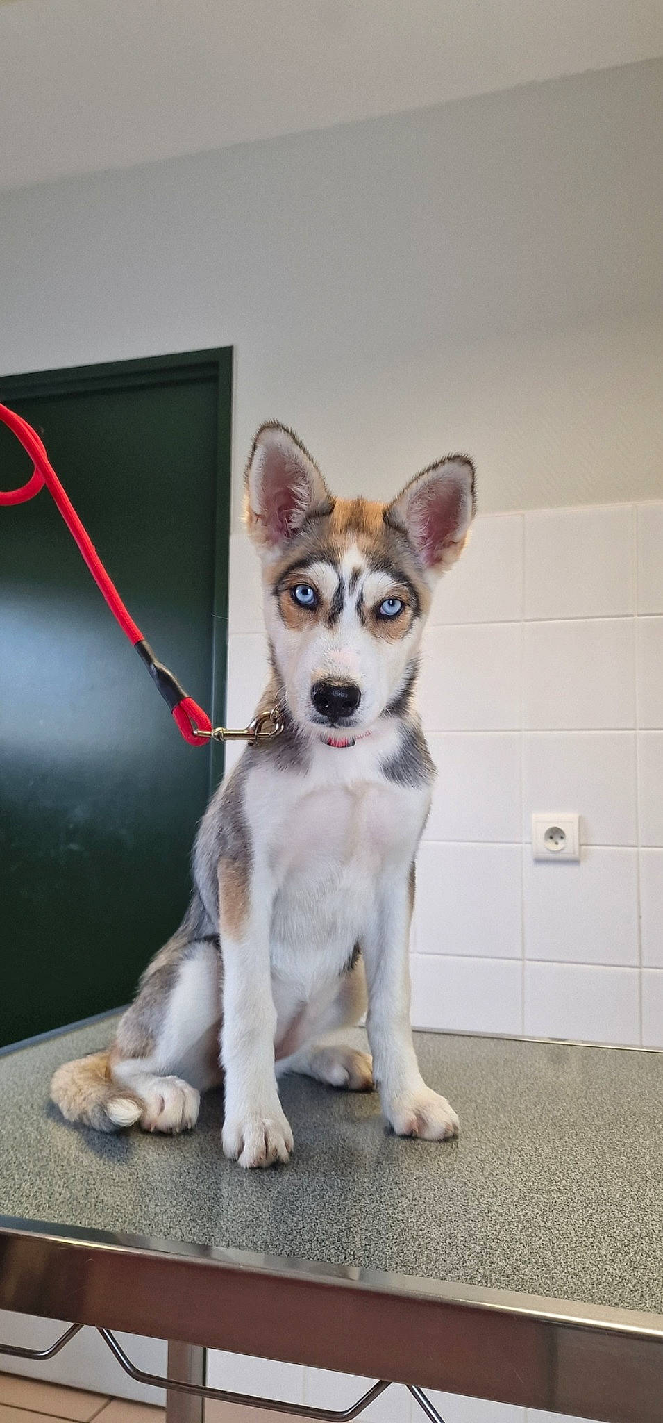 Laika participe au concours pour gagner de l'argent avec cette photo : canidae, carnivore, collar, companion_dog, dog, dog_breed, dog_collar, door, fur, leash, non_sporting_group, sporting_group, tail, terrestrial_animal, whiskers, working_animal, working_dog