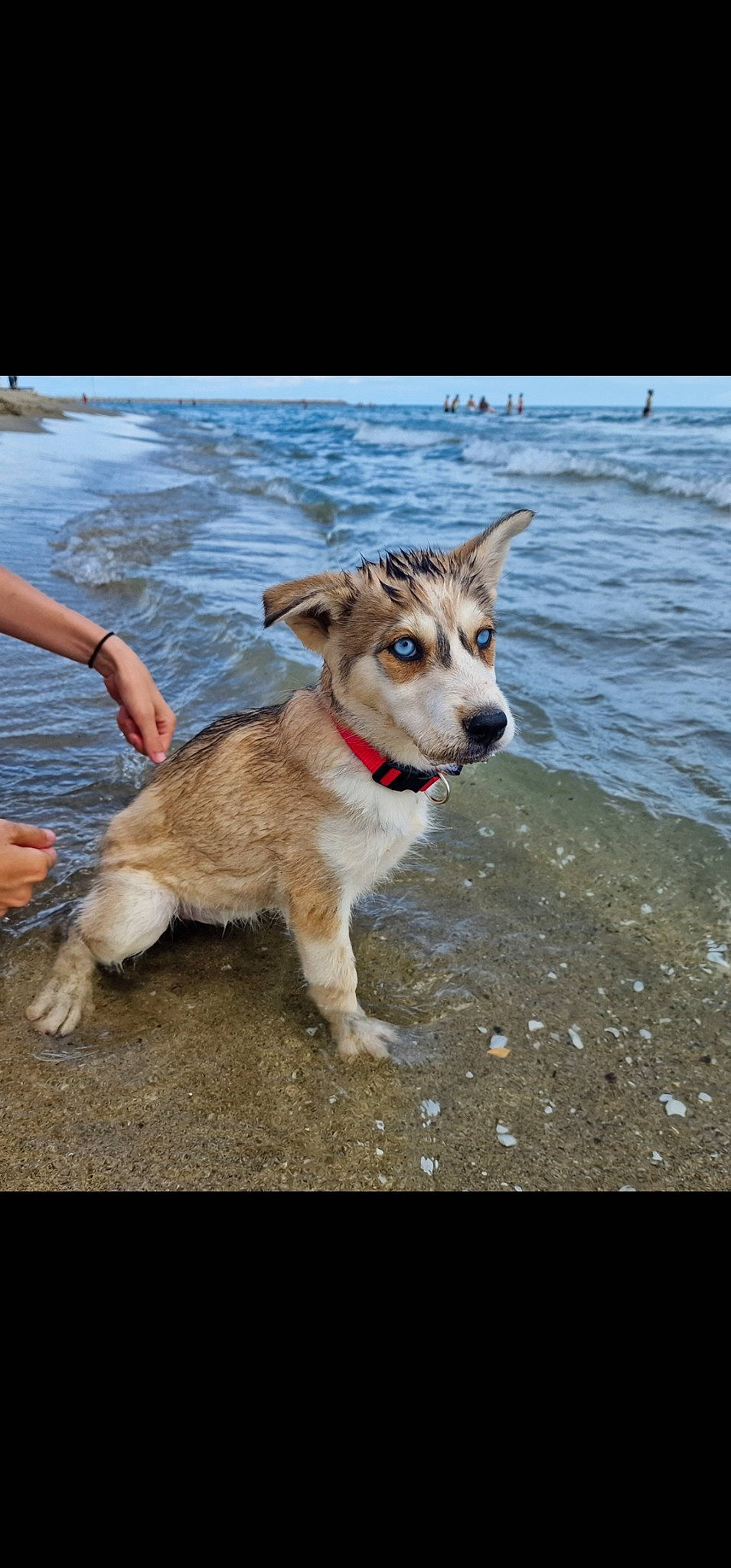 Laika a rejoint le concours — aidez-le/la à gagner de superbes lots ! adventure, canidae, carnivore, collar, companion_dog, dog, dog_breed, dog_collar, dog_supply, fashion_accessory, fawn, lake, leash, pet_supply, sporting_group, tail, water, working_animal, working_dog