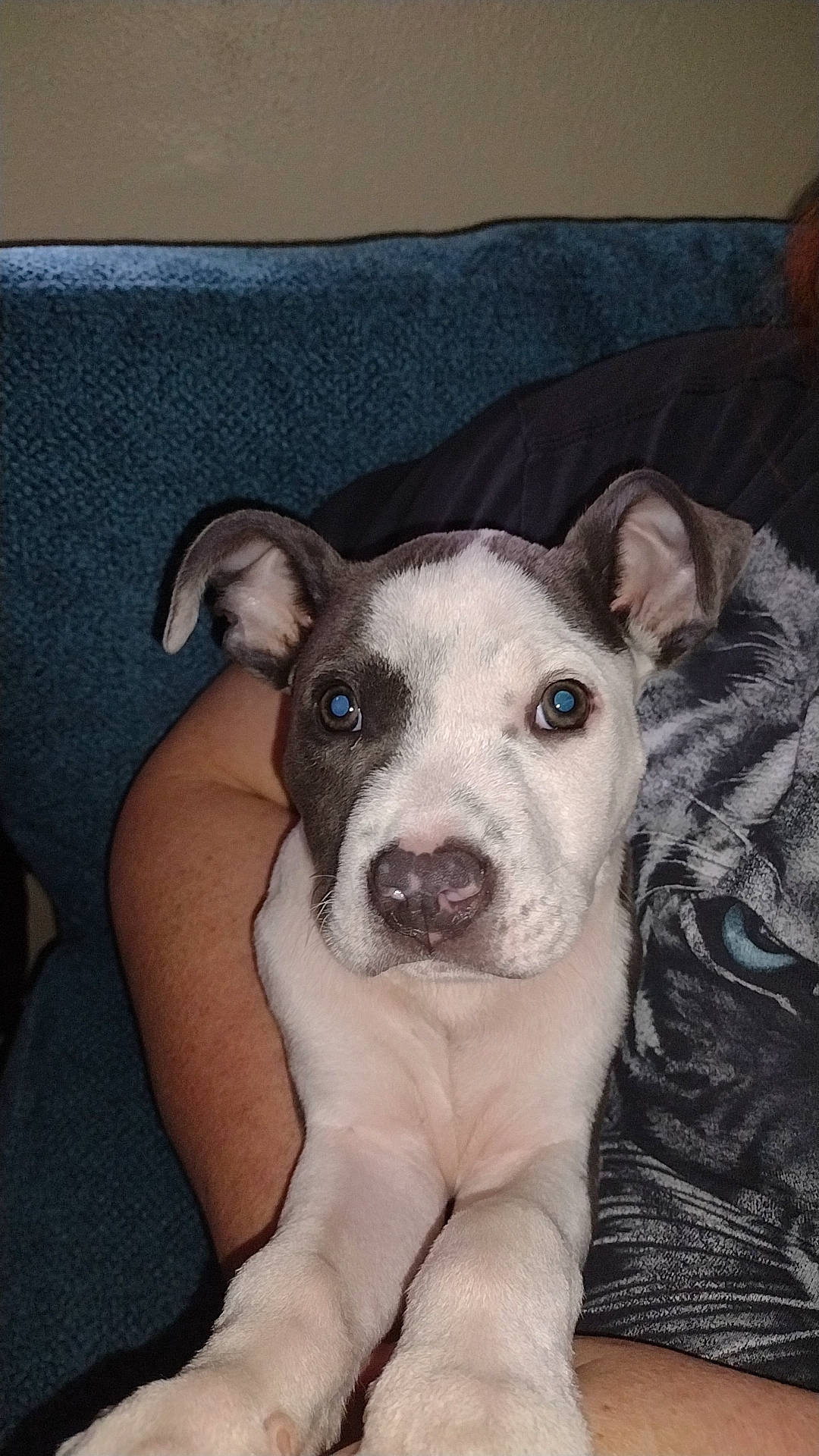 Blue is registered to the contest to win money with this photo: canidae, carnivore, comfort, companion_dog, couch, dog, dog_breed, fawn, fur, guard_dog, linens, non_sporting_group, snout, sporting_group, terrestrial_animal, toy_dog, whiskers, working_animal