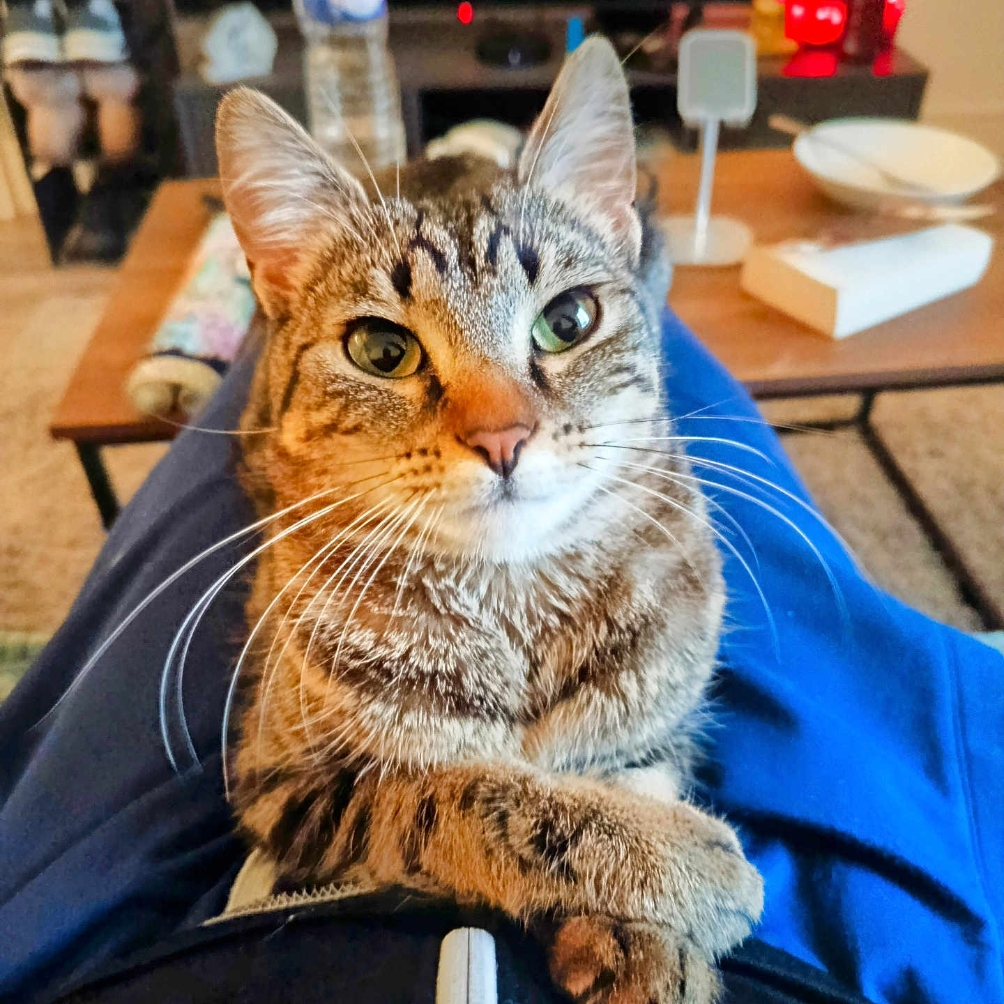 Soya participe au concours pour gagner de l'argent avec cette photo : animal, architecture, building, cat, chair, couch, cushion, diningroom, diningtable, furniture, hardwood, indoors, livingroom, manx, person, pet, plate, room, table, wood