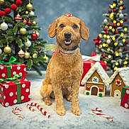 Brooklyn is registered to the contest to win money with this photo: dog, christmas_tree, candy_cane, gingerbread_house, gift_box, holiday, festive, decorations, winter, snow, ribbon, bow, smiling, pet, indoor, celebration, cute, fur, christmas, background