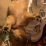 Brooklyn joined the competition — help win amazing prizes! animal, blanket, collar, couch, cozy, cute, dog, fluffy, fur, home, indoor, nap, paw, pet, pillow, puppy, relaxed, resting, sleeping, upside_down