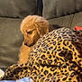 puppy, dog, golden_retriever, blanket, leopard_print, couch, sofa, home, pet, animal, fur, sleepy, resting, indoors, soft, comfort, baby_wipes, package, relax, cute