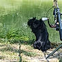 dog, black_dog, water, grass, fishing_rod, outdoor, nature, pet, animal, riverbank, fishing, grassland, pond, canine, daytime, reflection, leisure, quiet, sitting, curious