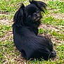 dog, black_dog, grass, outdoor, pet, animal, small_dog, fur, ears, sitting, looking_back, nature, daylight, cute, curious, canine, mammal, ground, playful, companion
