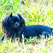 Onix a rejoint le concours — aidez-le/la à gagner de superbes lots ! dog, black_dog, grass, outdoor, pet, animal, nature, sunlight, lying_down, fur, field, canine, relaxing, daytime, mammal, small_dog, long_hair, quiet, peaceful, resting