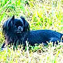 dog, black_dog, grass, outdoor, pet, animal, nature, sunlight, lying_down, fur, field, canine, relaxing, daytime, mammal, small_dog, long_hair, quiet, peaceful, resting