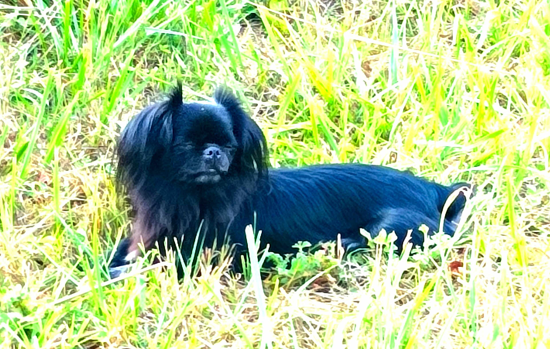 Onix a rejoint le concours — aidez-le/la à gagner de superbes lots ! dog, black_dog, grass, outdoor, pet, animal, nature, sunlight, lying_down, fur, field, canine, relaxing, daytime, mammal, small_dog, long_hair, quiet, peaceful, resting