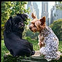 dog, small_dog, black_dog, tan_dog, outdoor, park, grass, stone, city_skyline, nature, pet, animal, fur, sitting, companion, cute, curious, daylight, urban, background_blur