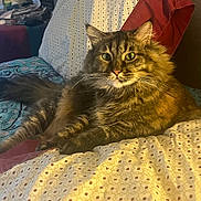 Momma is registered to the contest to win money with this photo: animal, bedspread, cat, closeup, comfort, cozy, cute, domestic_cat, feline, fluffy, fur, green_eyes, indoor, living_room, patterned, pet, relaxed, resting, tabby, whiskers