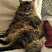 Momma is registered to the contest to win money with this photo: cat, fluffy, furry, pet, animal, indoor, bed, pillow, resting, relaxed, cozy, tabby, long_hair, tail, cute, mammal, domestic, face, whiskers, ears