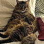 cat, fluffy, furry, pet, animal, indoor, bed, pillow, resting, relaxed, cozy, tabby, long_hair, tail, cute, mammal, domestic, face, whiskers, ears