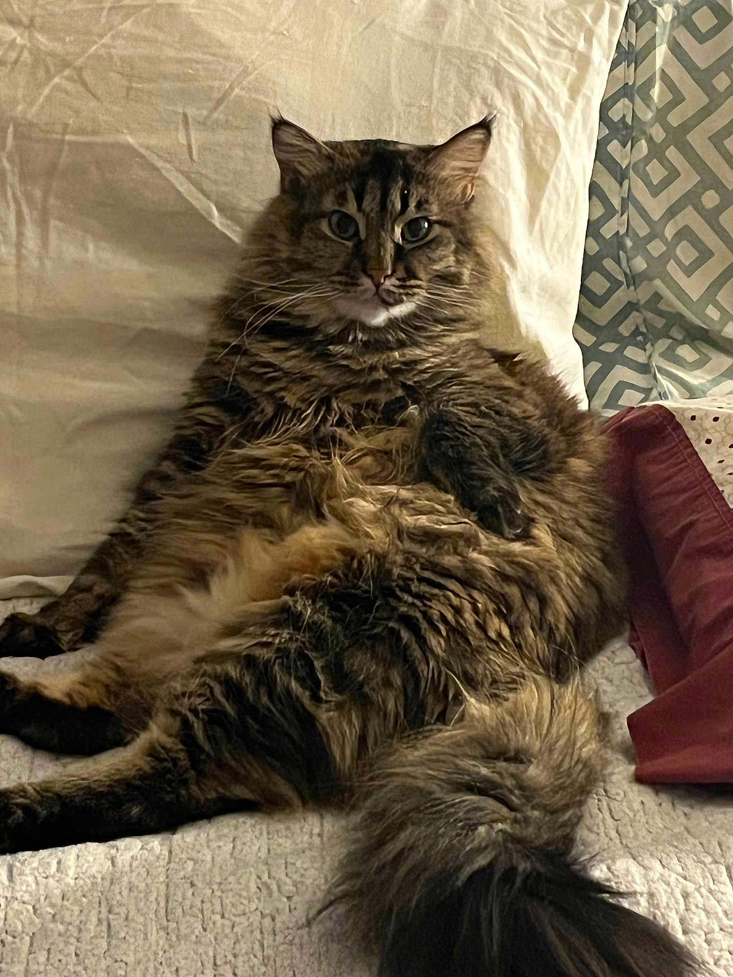 Momma is registered to the contest to win money with this photo: cat, fluffy, furry, pet, animal, indoor, bed, pillow, resting, relaxed, cozy, tabby, long_hair, tail, cute, mammal, domestic, face, whiskers, ears
