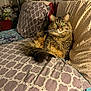Momma is registered to the contest to win money with this photo: animal, bed, bedspread, cat, comfortable, cozy, curious, feline, fur, furniture, green_eyes, headboard, home, indoor, looking, pet, pillow, resting, tabby, whiskers