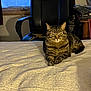 Toby joined the competition — help win amazing prizes! animal, bed, cat, chair, comfort, cozy, domestic_animal, furniture, home, indoor, mammal, office, pet, quiet, relaxation, resting, sleepy, striped, tabby, whiskers