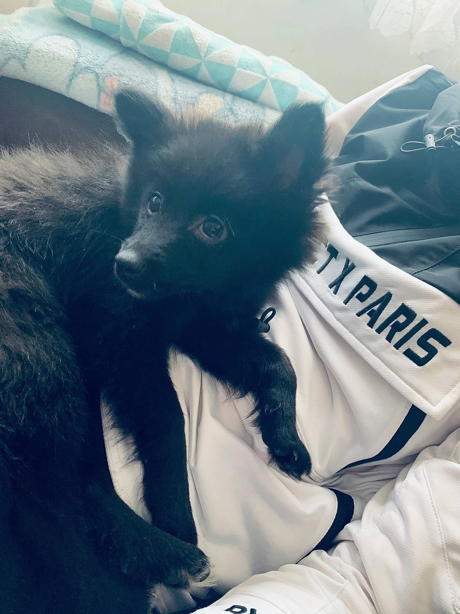 Blacky participe au concours pour gagner de l'argent avec cette photo : canidae, carnivore, dog, dog_breed, fur, non_sporting_group, schipperke, snout