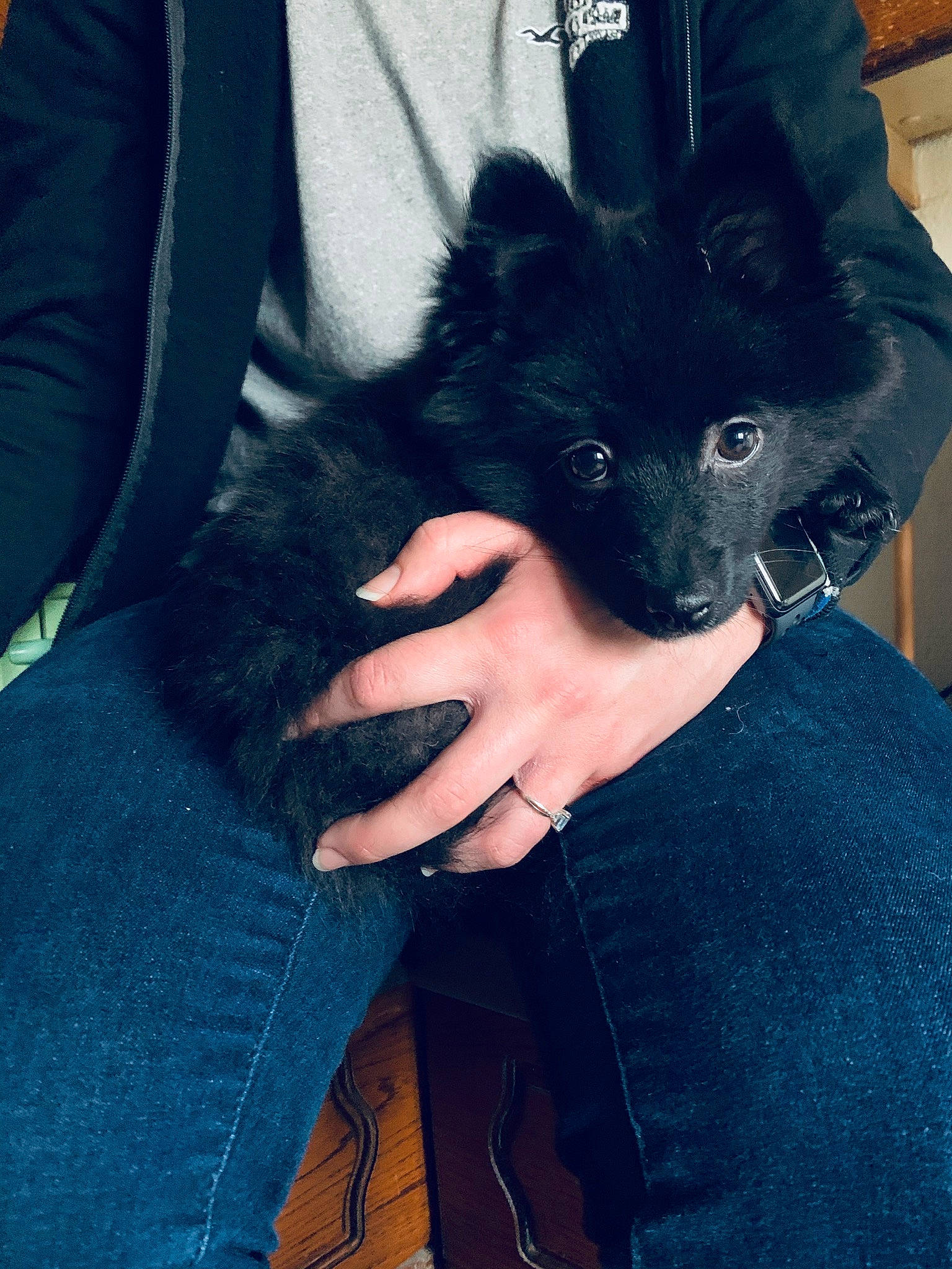Blacky participe au concours pour gagner de l'argent avec cette photo : black, black_hair, canidae, carnivore, companion_dog, dog, dog_breed, ear, fur, german_spitz_mittel, hand, non_sporting_group, pomeranian, schipperke, spitz