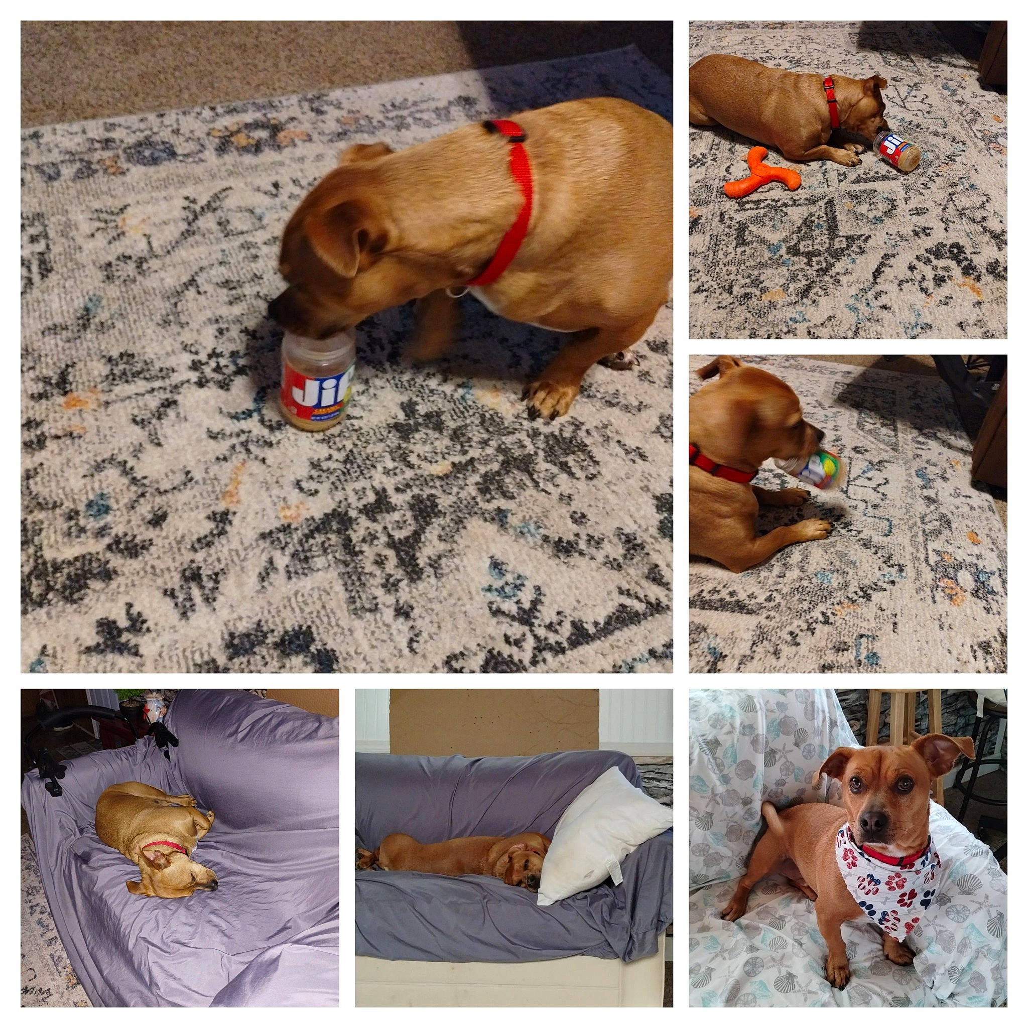 Buddy joined the competition — help win amazing prizes! adaptation, art, carnivore, collage, collar, comfort, companion_dog, dog, dog_breed, dog_collar, dog_supply, fashion_accessory, fawn, fur, linens, liver, pattern, pet_supply, photograph, working_animal