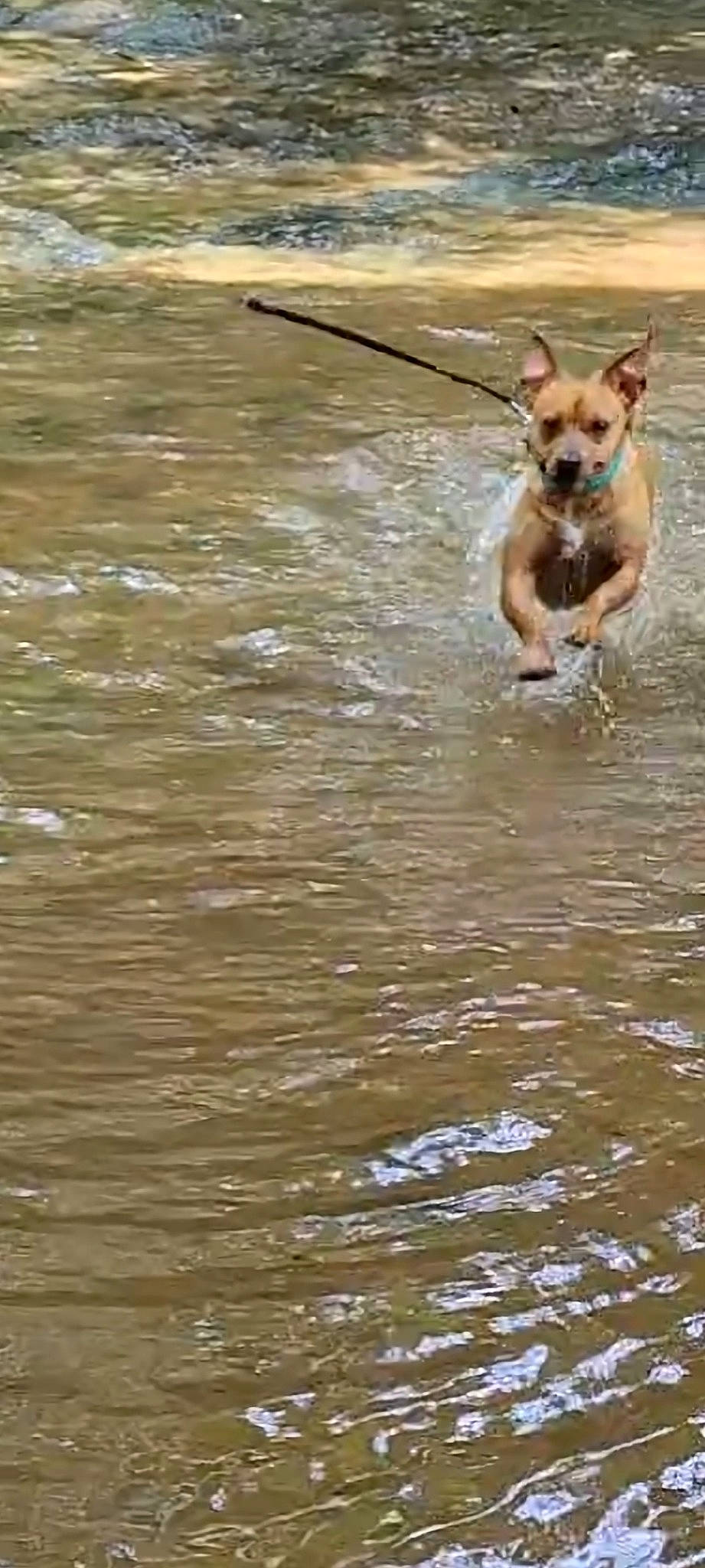 Buddy is registered to the contest to win money with this photo: canidae, carnivore, chihuahua, collar, companion_dog, dog, dog_breed, fawn, lake, leash, liquid, non_sporting_group, sporting_group, tail, terrestrial_animal, terrier, toy_dog, water, wildlife, working_animal