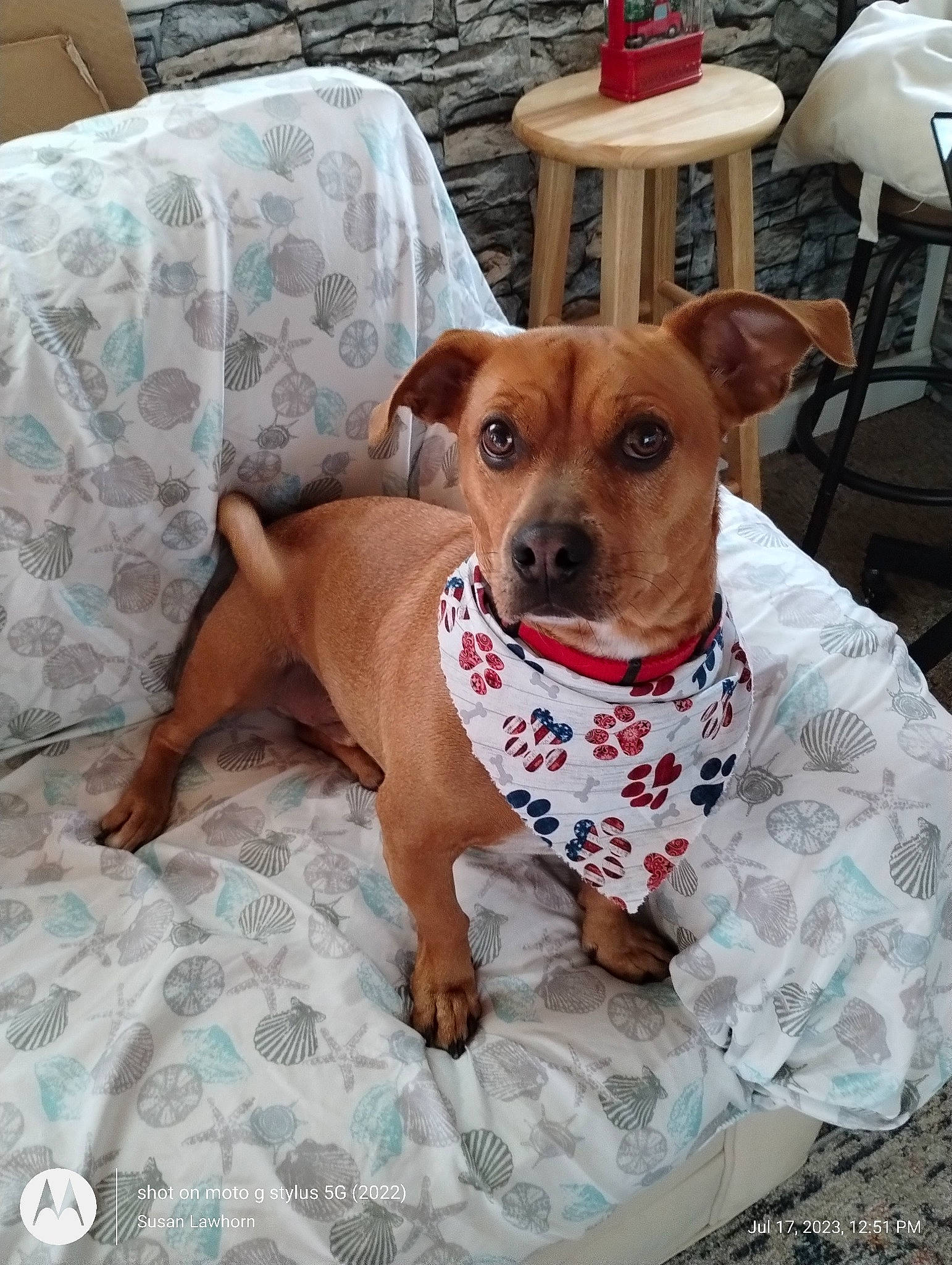 Buddy is registered to the contest to win money with this photo: canidae, carnivore, chair, collar, comfort, companion_dog, dog, dog_breed, dog_clothes, dog_collar, dog_supply, fawn, furniture, pet_supply, snout, sporting_group, table, toy_dog, whiskers, working_animal