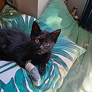 Ange a rejoint le concours — aidez-le/la à gagner de superbes lots ! black_cat, kitten, pillow, indoor, resting, bandage, paw, tropical_pattern, green, cozy, cute, pet, animal, looking_at_camera, feline, young_cat, home, sunlight, soft_texture, curious