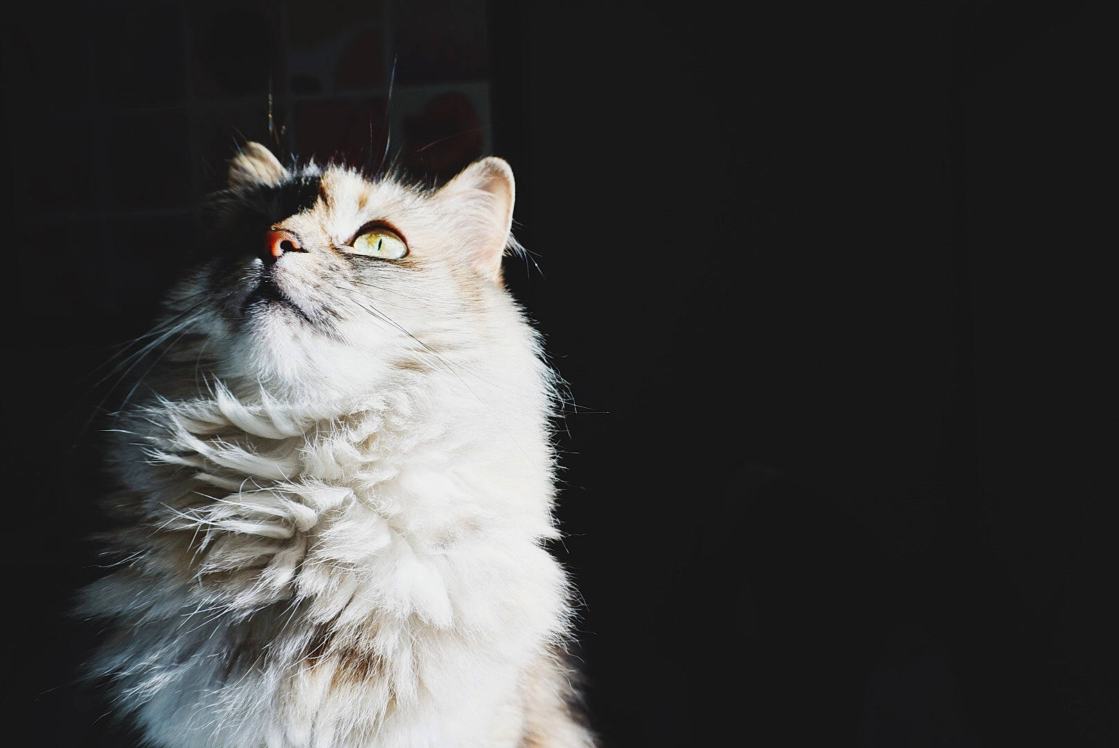 Maggie joined the competition — help win amazing prizes! carnivore, cat, darkness, event, felidae, fur, persian, small_to_medium_sized_cats, snout, whiskers