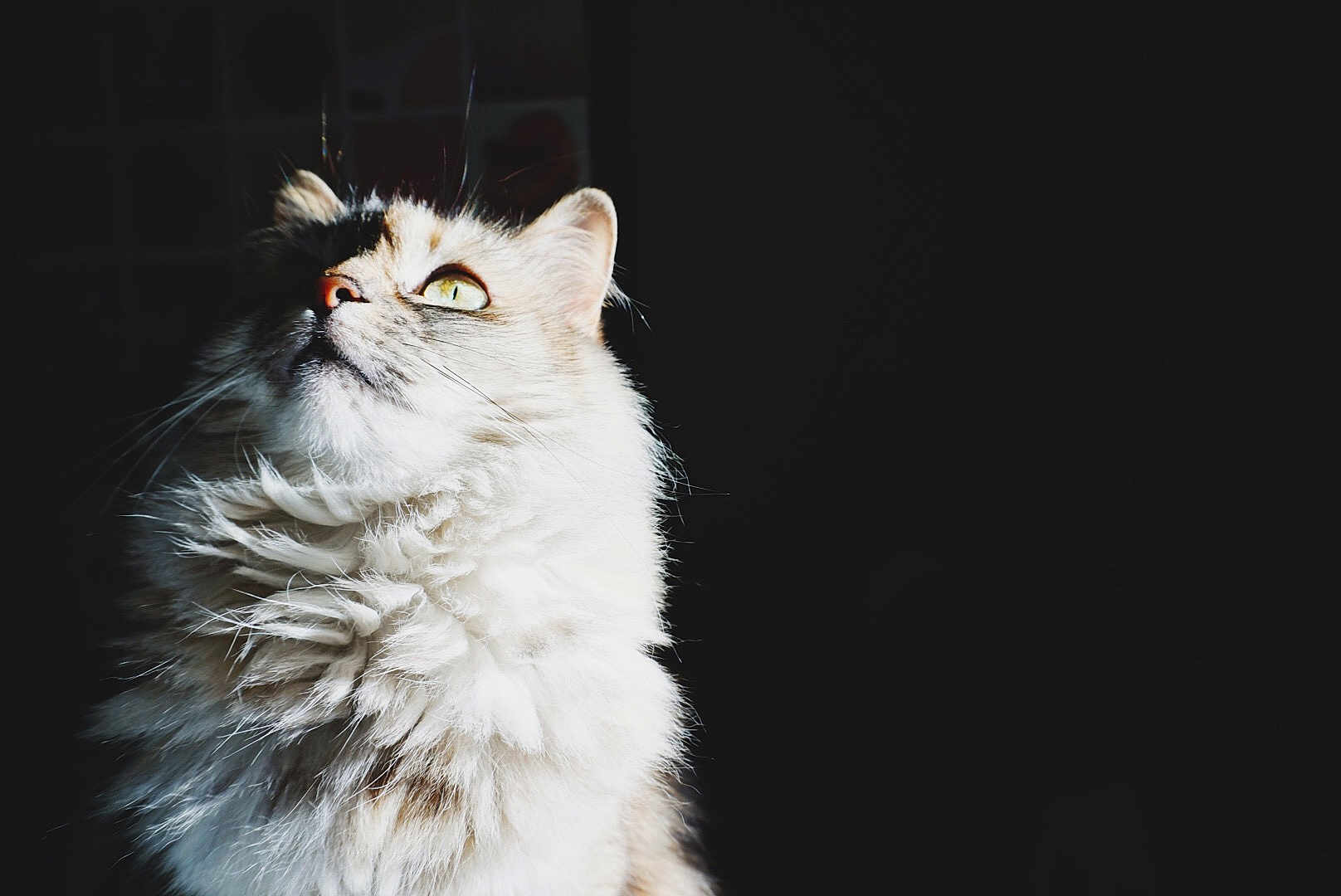 Maggie