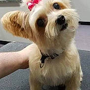 Baby joined the competition — help win amazing prizes! dog, small_dog, fluffy, bow, pink_bow, collar, pet, cute, indoor, person_arm, table, fur, animal, face, ears, black_nose, friendly, looking, groomed, adorable