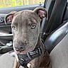 Smokey is registered to the contest to win money with this photo: animal, brown_dog, car_seat, closeup, companion, cute, dog, ears, eyes, face, fur, harness, indoors, nose, pet, portrait, puppy, sitting, vehicle_interior, young_dog