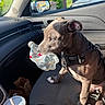 Smokey is registered to the contest to win money with this photo: brown_coat, car_interior, car_seat, curious, dashboard, daylight, dog, door_panel, drink_cup, harness, leash, pet, plastic_bottle, puppy, seat, seatbelt, side_mirror, sunlight, white_paws, window