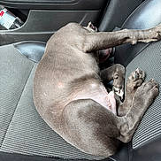 Smokey is registered to the contest to win money with this photo: animal, car_seat, companion, cozy, curled_up, cute, dog, domestic_animal, fabric, fur, interior, leather, mammal, paw, pet, relaxing, resting, sleeping, transportation, vehicle