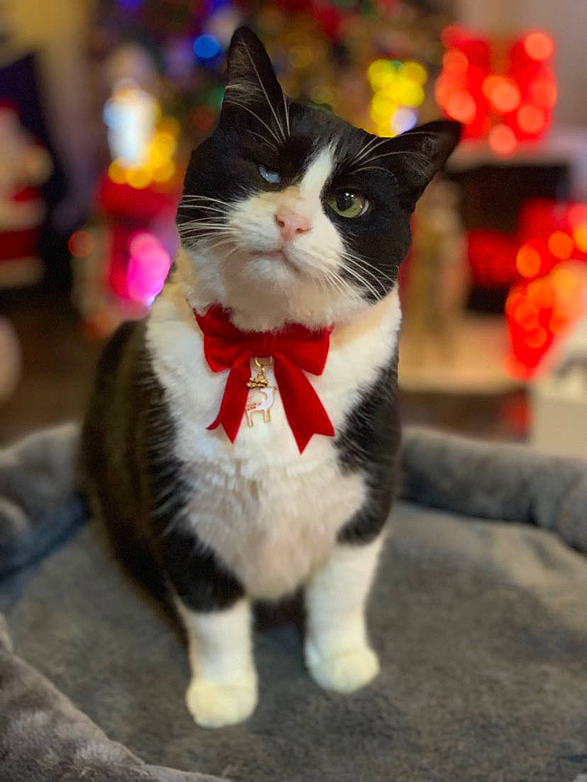 Lilou a rejoint le concours — aidez-le/la à gagner de superbes lots ! carmine, carnivore, cat, collar, domestic_short_haired_cat, event, felidae, formal_wear, fur, human_leg, paw, small_to_medium_sized_cats, snout, street, tail, whiskers